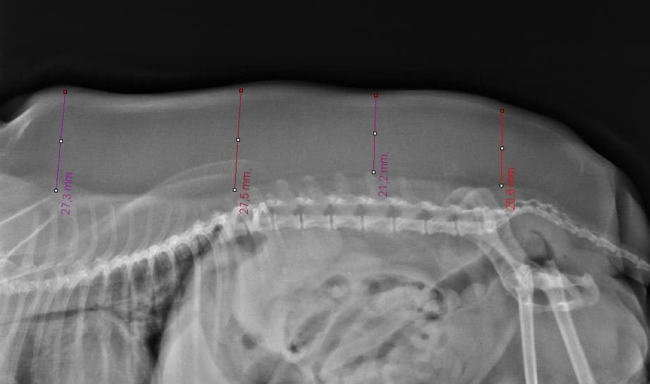 Obesidad en Perros y Gatos 3 TOY DE PINECAN CALCULOS