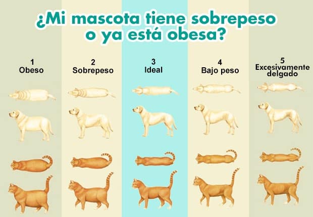 Obesidad en Perros y Gatos 5 condicion corporal 1