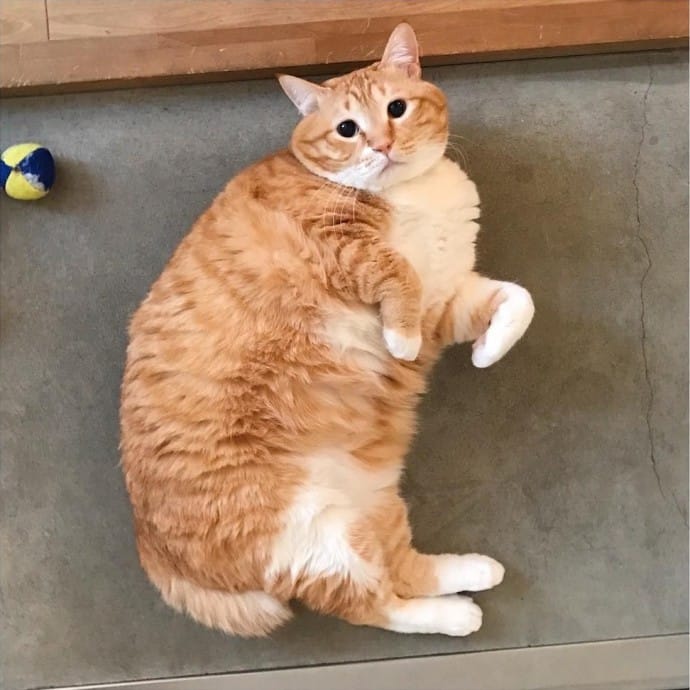 Obesidad en Perros y Gatos 2 obesidad gato