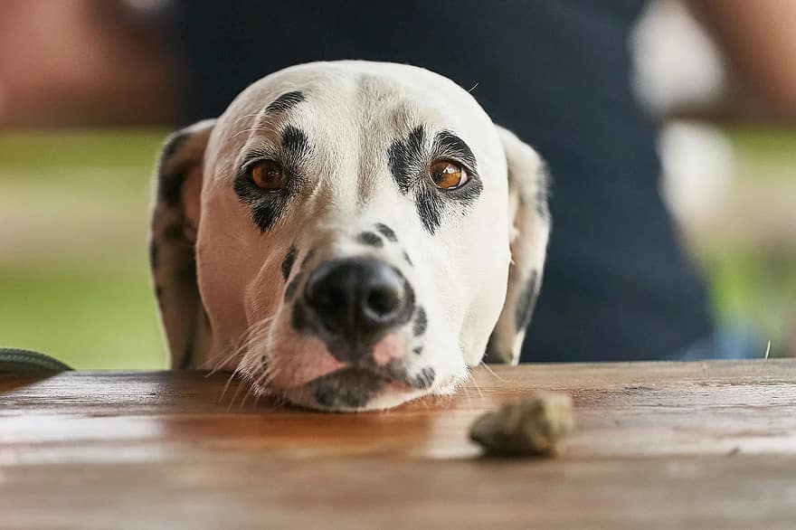 Obesidad en Perros y Gatos 4 pedir comida perros