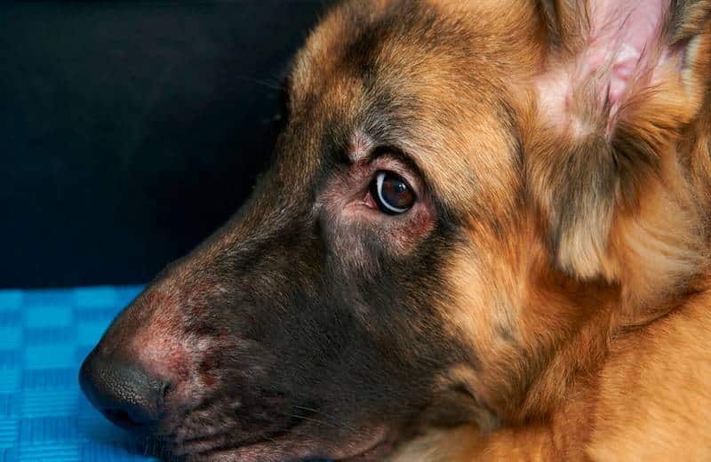 Dermatofitosis o tiña 1 tina perro 2