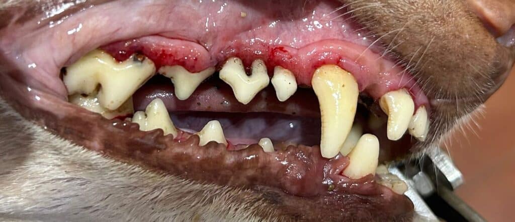 Salud Bucodental en Perros y Gatos 3 PHOTO 2024 05 17 14 11 10 2 1