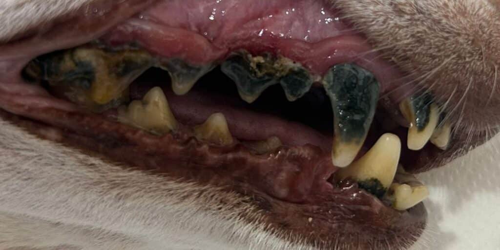Salud Bucodental en Perros y Gatos 2 PHOTO 2024 05 17 14 11 10 3 1