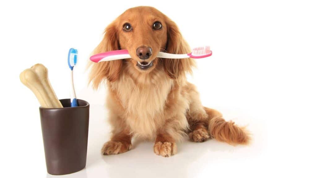 Salud Bucodental en Perros y Gatos 1 salud bucodental cepillado dientes