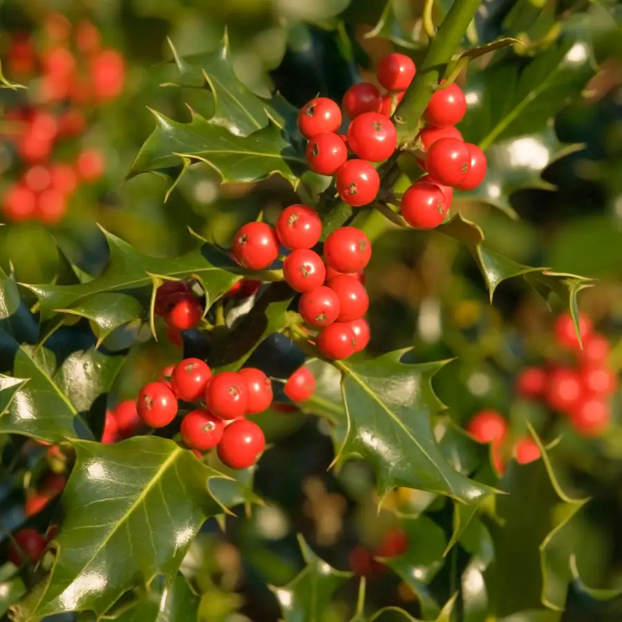 Peligros en Navidad 3 acebo peligro 2